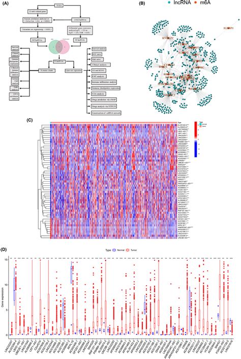 The Analysis Flow Chart And The Identification Of M Arelated Lncrnas