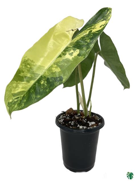 Buy Philodendron Variegated Burle Marx Online | Peppyflora®