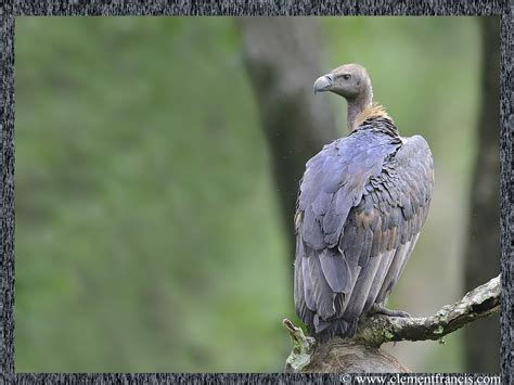 White-backed Vulture | Clement Francis Wildlife Photography