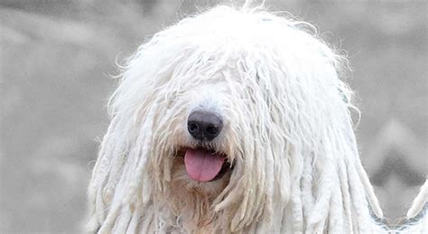Komondor History & Training/Temperament - American Kennel Club