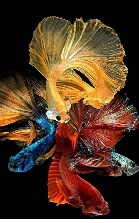 Ornamental fish | Betta fish, Betta fish types, Fish drawings