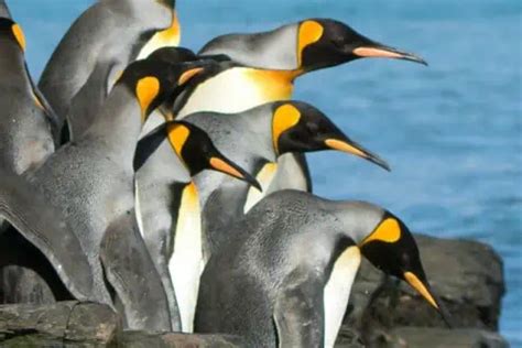 11 Baby Penguin Facts: Life in the Antarctic Nursery