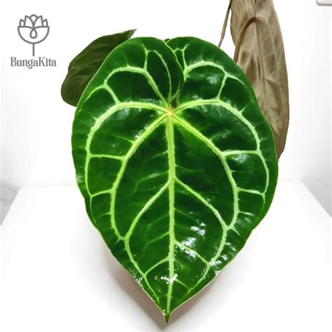 Tanaman Hias Indoor Anthurium Magnificum Kuping Gajah Lazada Indonesia