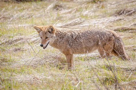 Coyotes | Midpeninsula Regional Open Space District