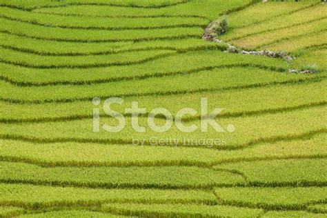 Rice Fields At Sapa In Vietnam Stock Photo | Royalty-Free | FreeImages