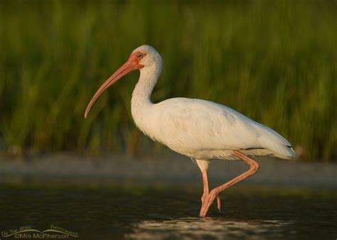 Adult And Juvenile White Ibis Mia Mcphersons On The Wing Photography