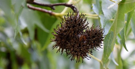 The Difference Between a Sycamore Tree and a Sweetgum Tree | Complete ...