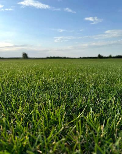 Рулонная трава. Купить Премиум, мятлика 100% - Agrodostatok