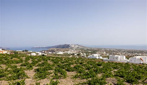 Assyrtiko Wine Taste Characteristics Flavours And Food Pairings