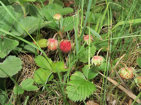 Artenseite Fragaria Viridis Hügel Erdbeere Knackelbeere Bochumer