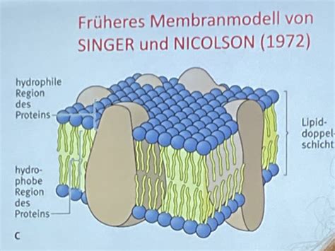 Bio Klausur Karteikarten Quizlet