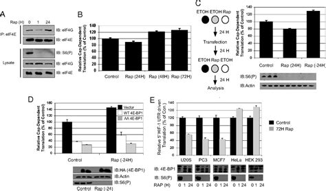 Rapamycin Differentially Inhibits S6ks And 4e Bp1 To Mediate Cell Type Specific Repression Of