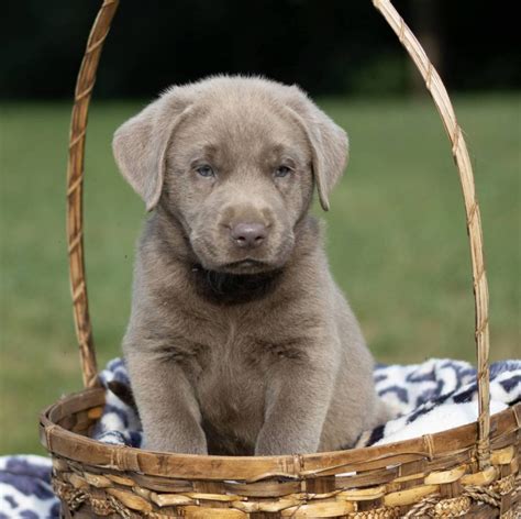 Labrador Retriever Puppies for Sale - Labrador Retrievers for Sale | VIP Puppies