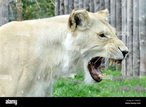 White Lioness Panthera Leo Krugeri Roaring Stock Photo Alamy