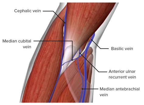 Elbow Joint: Anatomy [+video] - Lecturio Medical