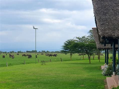 Experience The Magic Of Kenya Safaris Nights Days Adventure