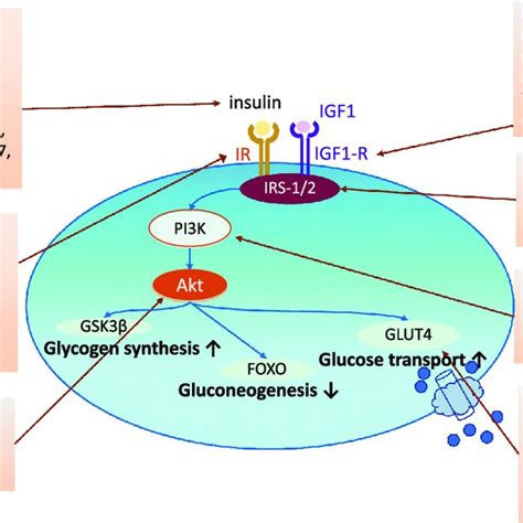 Regulation Of Insulin Signalling Cascade By Mirnas Mirnas That Induce