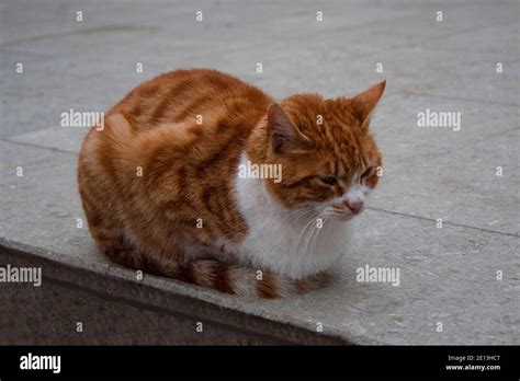 The Orange Cat Sitting On The White Floor Stock Photo Alamy