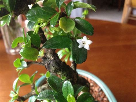 Bonsai Carmona Curare Bonsai Varietà Bonsai