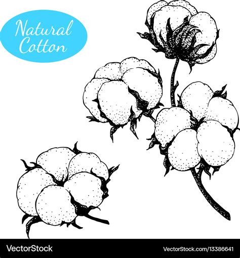 Set Hand Drawn Cotton Plant Branch Royalty Free Vector Image