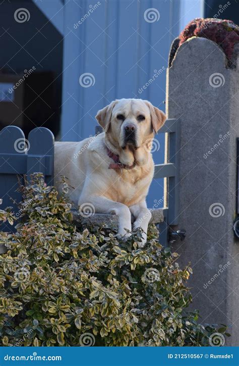 Can Labradors Be Guard Dogs