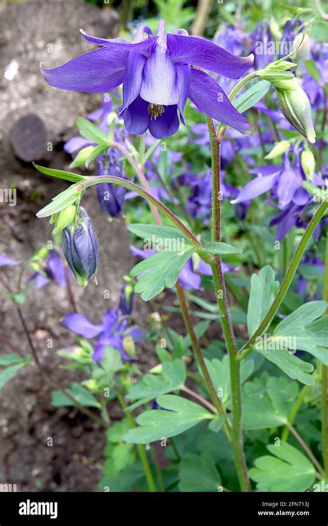 Aquilegia Vulgaris Blue Flamingo Hi Res Stock Photography And Images