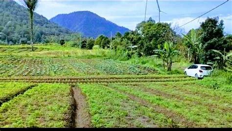 Dijual Tanah Murah Kawasan Bedugul Gesing Munduk Buleleng Bali