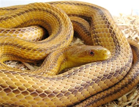 Buy Snakes Online Ireland Reptiles Invertebrates And Amphibians