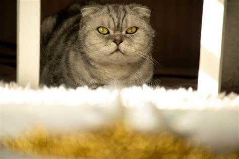 A Gray Tabby Cat With Yellow Eyes Watches Stock Image Image Of Mammal