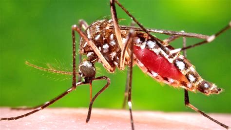 Keep Environment Clean To Avoid Mosquito Borne Illnesses Health