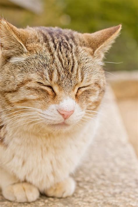 ポカポカ陽気で寝ている猫の写真素材 ぱくたそ