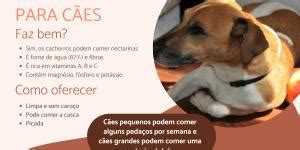 Cachorro Pode Comer Beterraba Benef Cios E Doses Recomendadas