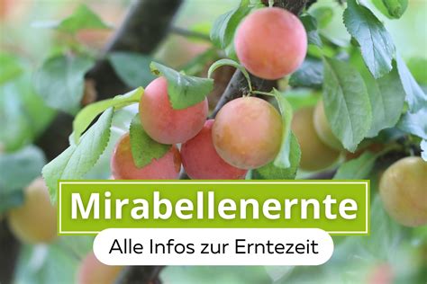 Erntezeit 2024 Von Mirabellen Wann Und Wie Ernten Gartenlexikon De