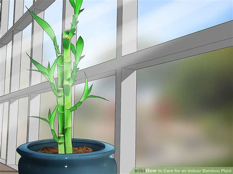 How To Care For An Indoor Bamboo Plant 14 Steps With Pictures