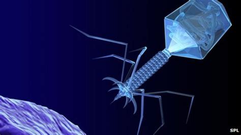 Phages may be key in bacteria battle - BBC News 