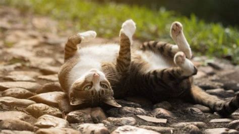 Comment Calmer Les Chaleurs D Un Chat Naturellement