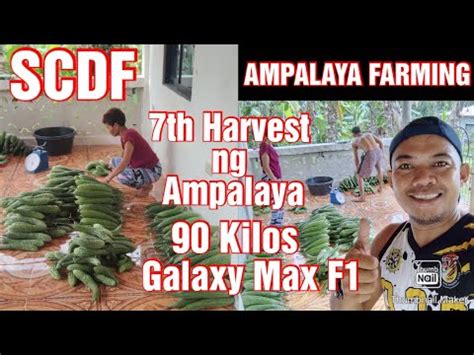 Ampalaya Farming Th Harvest Ng Ampalaya Galaxy Max F Youtube