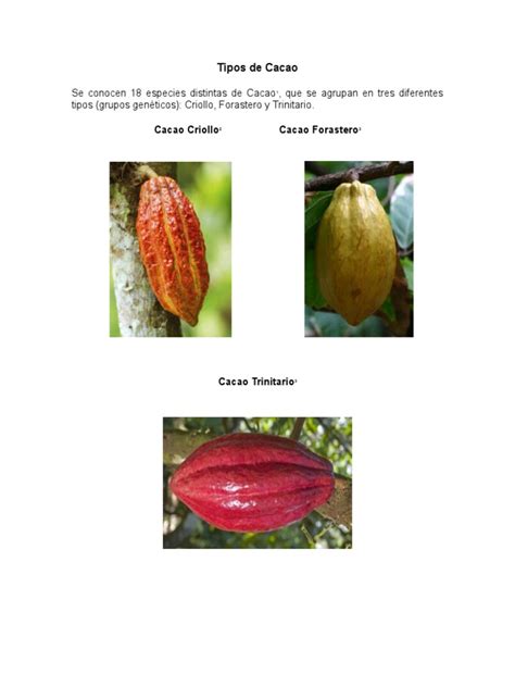 Tipos Y Variedades De Cacao Una Guía Completa Sobre Las Especies Clones Y Condiciones Ideales