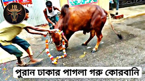 পুরান ঢাকার পাগলা গরু কোরবানি Qurbani 2023 Eid Ul Azha 2023 ।