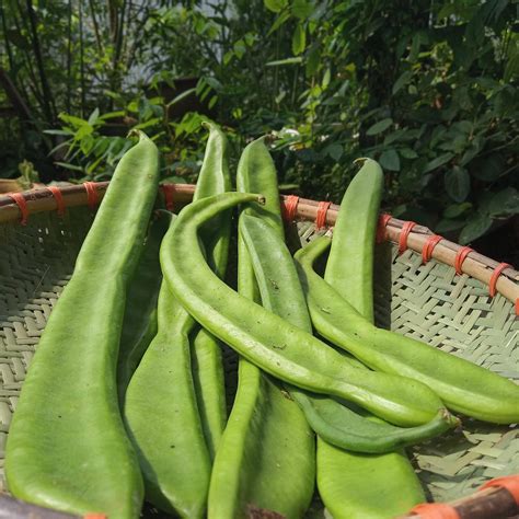 Canavalia gladiata (sword bean) is a... - Herbs Encyclopedia