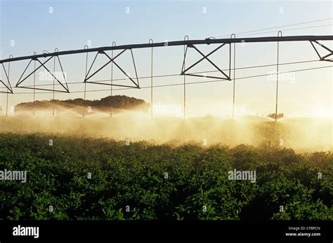 Center Pivot Irrigation Irrigates Potatoes Hi Res Stock Photography And