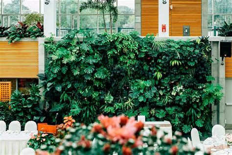 10 plantas ideales para jardinería vertical en interiores