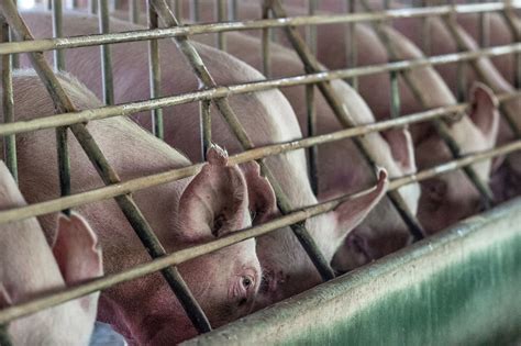 Will Costco Still Allow Gestation Crates After 2022? - Crate Free USA