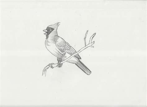 Cardinal Pencil Sketch 2 09 13 2023 By Scottsnidertb On Deviantart