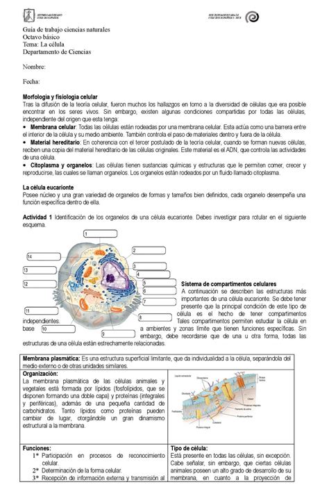 Ejercicio De Organelos Citoplasmaticos Fichas De Trabajo Celula Images