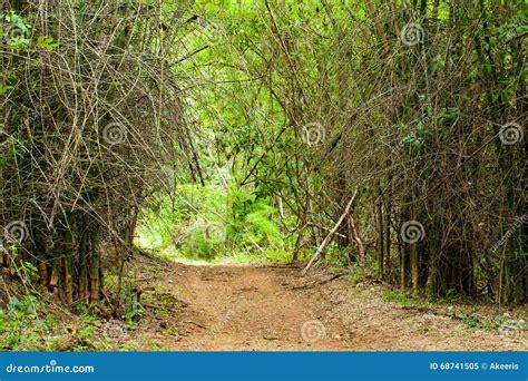 Scary Bamboo Forest Stock Image Image Of Branch Culture 68741505