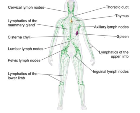 T Cell Mediated Immunity Flashcards Quizlet