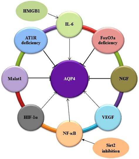 Schematic Representation Of Aqp4 Targeting By Molecular Signaling