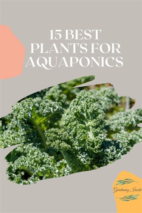 15 Best Plants For Aquaponics Most Profitable Plant Aquaponics Cool Plants Aquaponic Gardening