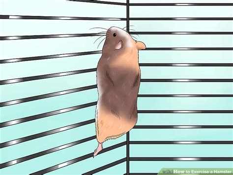 How To Exercise A Hamster 9 Steps With Pictures Wikihow